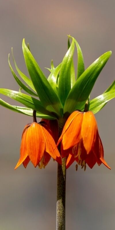 Doğanın nadir güzelliği: Ters laleler