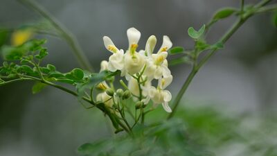 Bu ağaç mikroplastiklerin %98'ini yok ediyor!