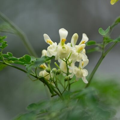 Bu ağaç mikroplastiklerin %98'ini yok ediyor!