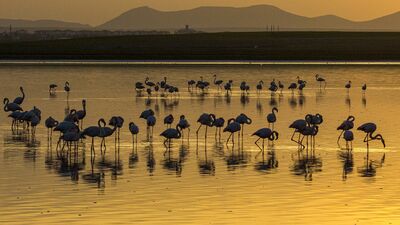 Düden Gölü’nde flamingoların görsel şöleni