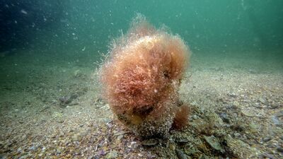  Tuzla’da 'mucizevi' ekosistem: Pinalar