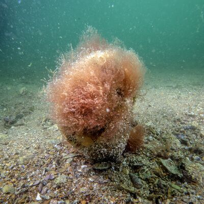Tuzla’da 'mucizevi' ekosistem: Pinalar