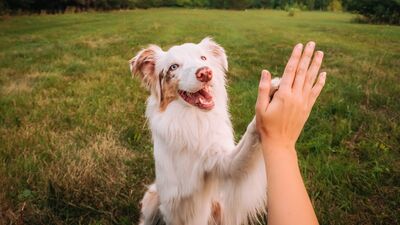 Köpeğinizin mutlu olduğunu gösteren 6 işaret
