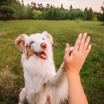 Köpeğinizin mutlu olduğunu gösteren 6 işaret