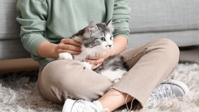 Araştırma: Kediniz stresinizi azaltmayabilir