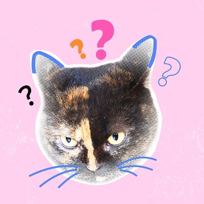 Eğlenceli bir sohbet için: Komik sorular
