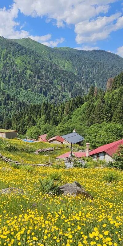 Kaçkar Dağları’nın etekleri sarı çiçeklerle renklendi