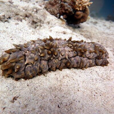 Yaşlanma belirtilerini tersine çevirebilen deniz ürünü: Deniz hıyarı