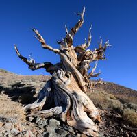 Dünyanın bilinen en yaşlı ağacı: Methuselah