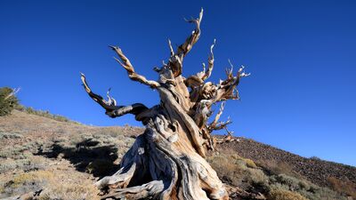 Dünyanın bilinen en yaşlı ağacı: Methuselah