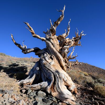 Dünyanın bilinen en yaşlı ağacı: Methuselah