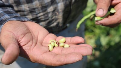 Protein ve lif deposu! Tek tek elle toplanıyor, tazesi de turşusu da tüketiliyor: Hasadı başladı