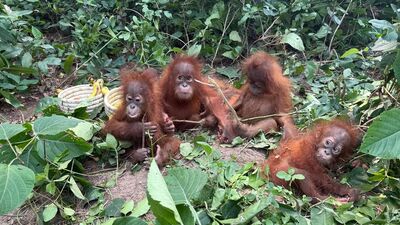 Yavru orangutanlar klasik müzikle sakinleşiyor