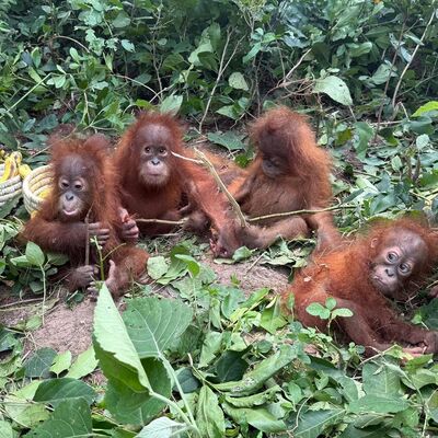 Yavru orangutanlar klasik müzikle sakinleşiyor