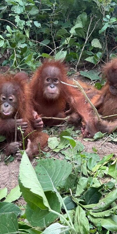 Yavru orangutanlar klasik müzikle sakinleşiyor