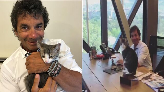 Hakko'nun kedi aşkı...