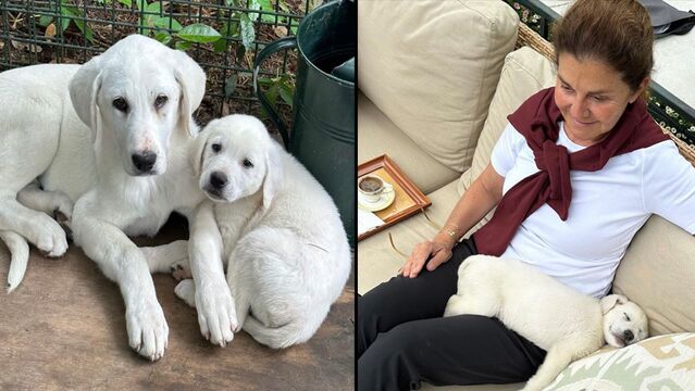 Eczacıbaşı köpekleriyle poz verdi