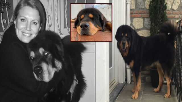 Koç, köpeğine veda etti