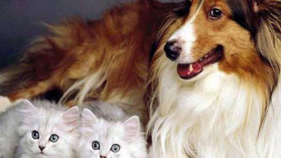 Evde hayvan beslemek günah mı?