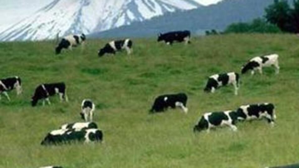 Maliye şimdi de besi çiftliklerine girdi