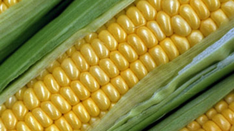 GDO'nun en çok kullanıldığı ürünler