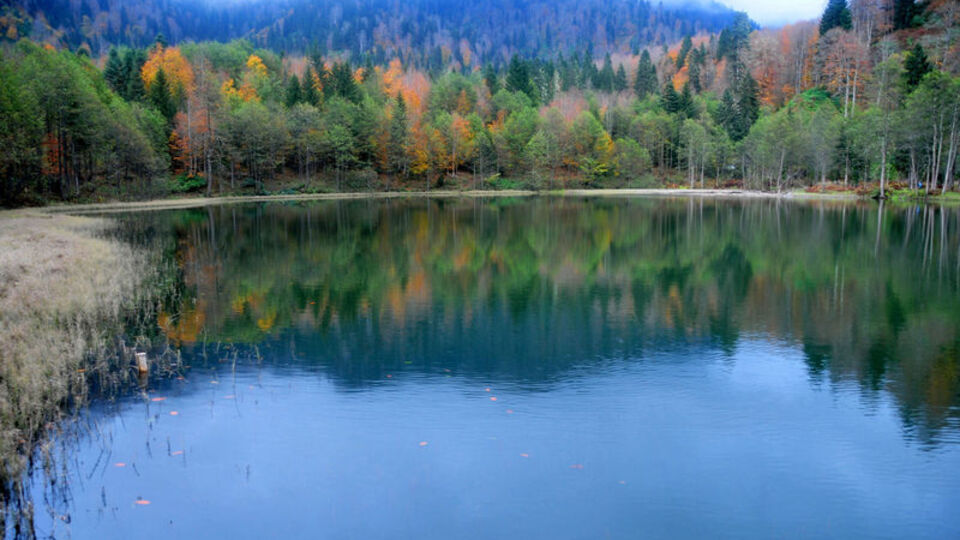 Karadeniz ormanları yok mu olacak?