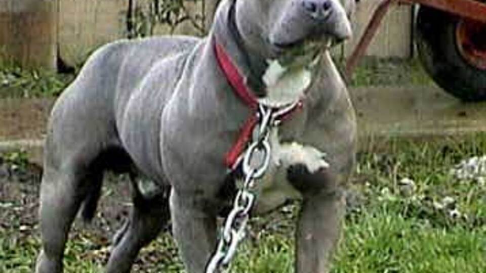 Pit Bull ve bazı yırtıcı köpekler yasaklanacak