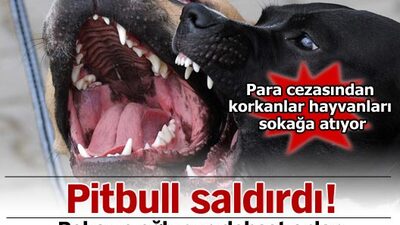 Pitbull saldırdı!