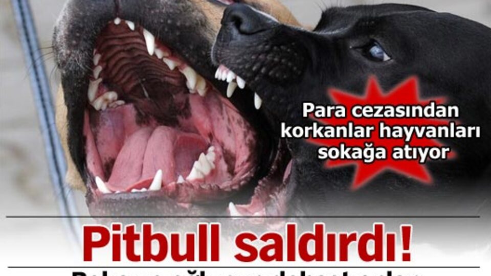 Pitbull saldırdı!