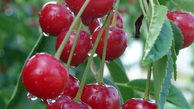 Vişne ve suyu vücudun ilacı