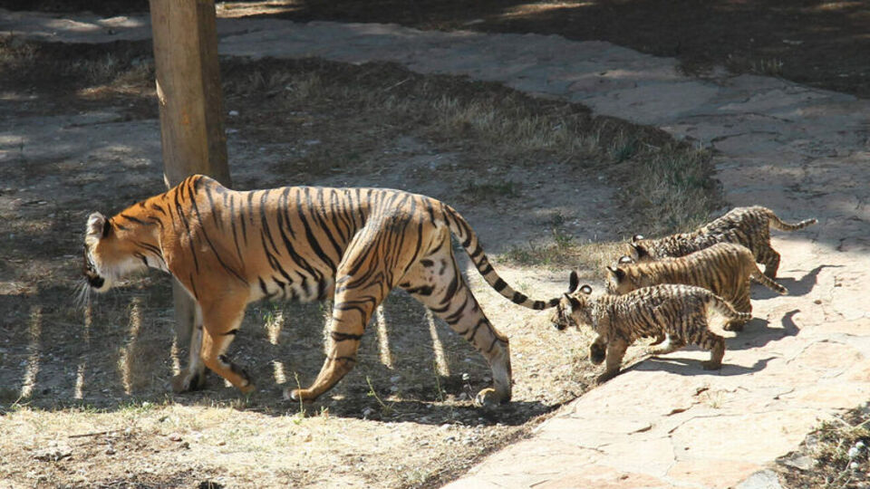 Bizim kaplanlar GALERİ