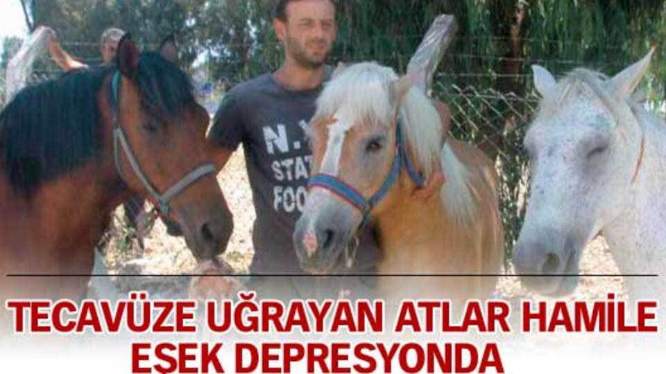 Tecavüze uğrayan atlar hamile, eşek depresyonda