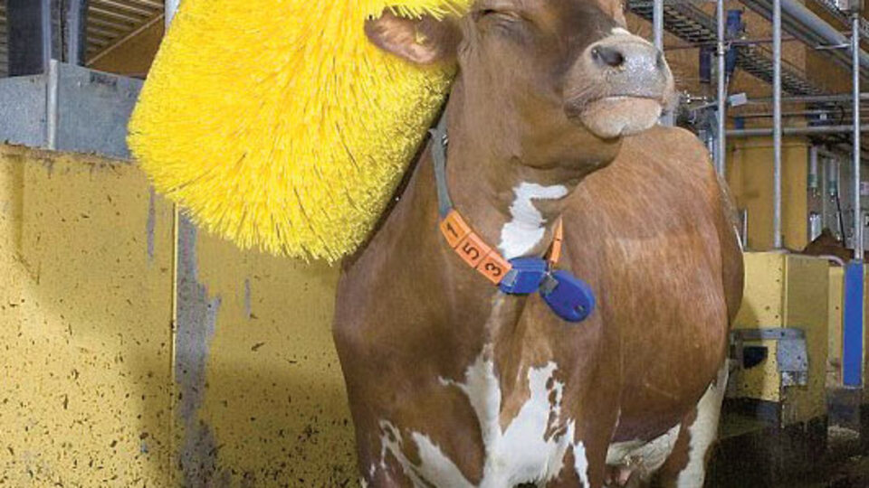 İnekler, yıkama makinesini sevdi