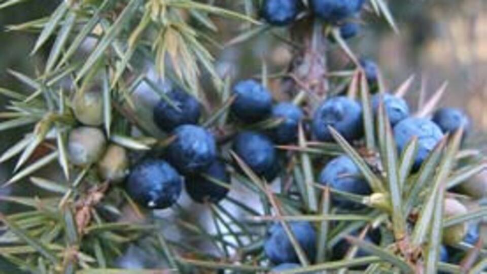 Sağlık için yabani meyveler