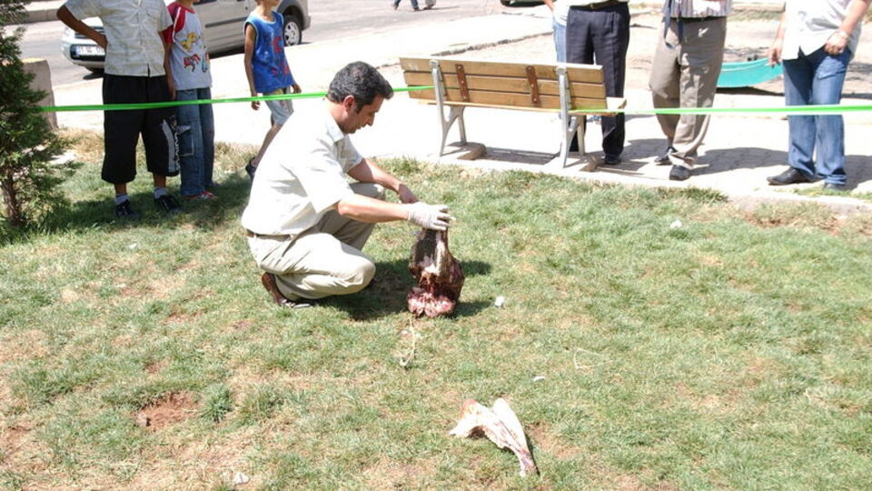 Diyarbakır'da kesik at başları bulundu