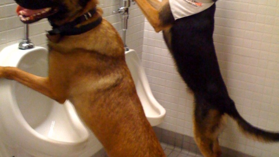 Köpekler sahibini taklit ediyor
