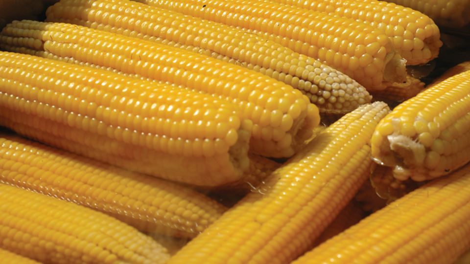 '30 GDO'lu ürün kullanılabilir'