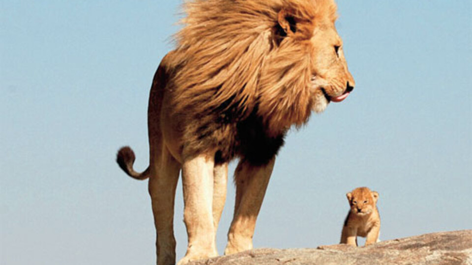 Gerçek 'Aslan Kral' ve Simba