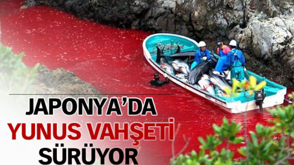 Japonya'da yunus vahşeti sürüyor