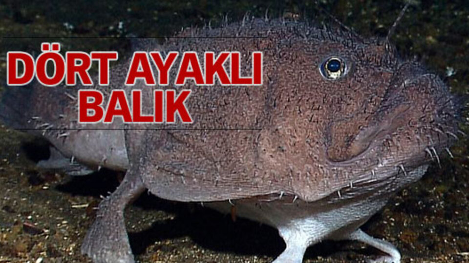 Dört ayaklı balık