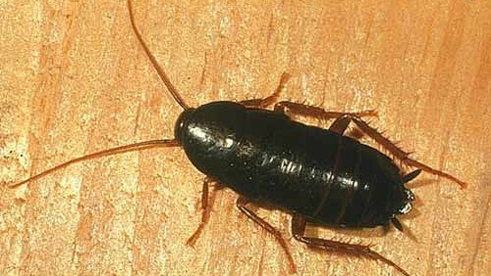 Sizi hamamböceği iyileştirecek!