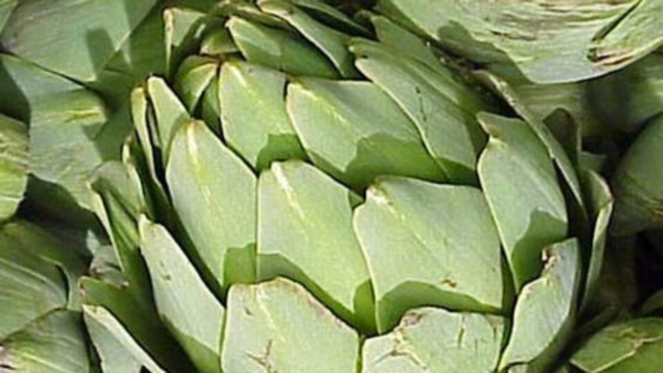 Karaciğer dostu bitkiler