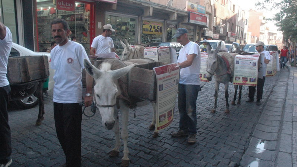 Mardin'e Sicilya'dan kadrolu eşek