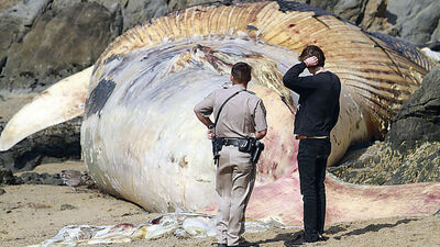 21 metrelik hamile mavi balina, kıyıya vurdu