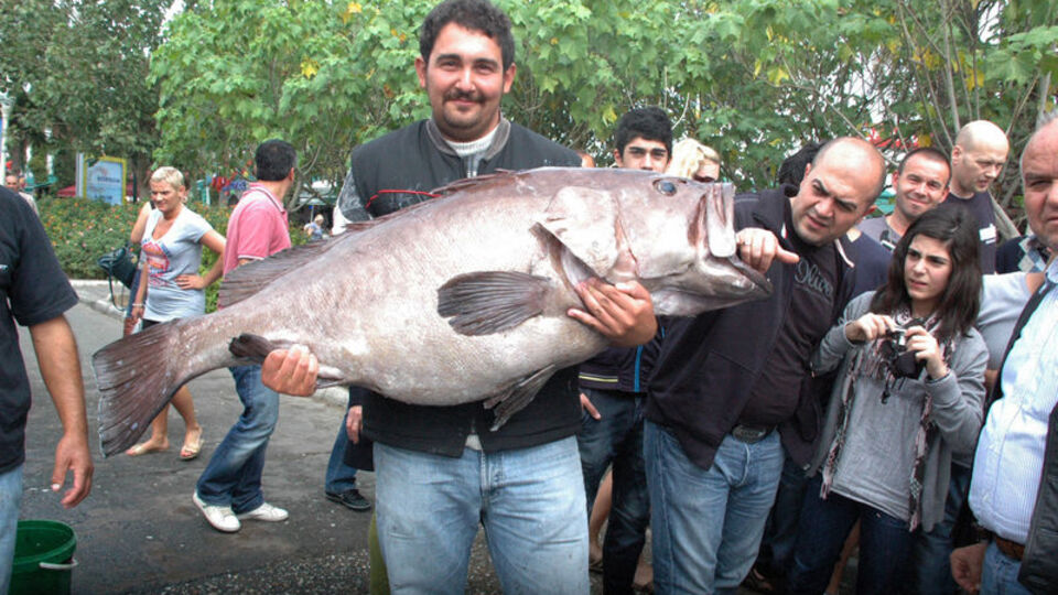 Dev Lagos ağa düştü