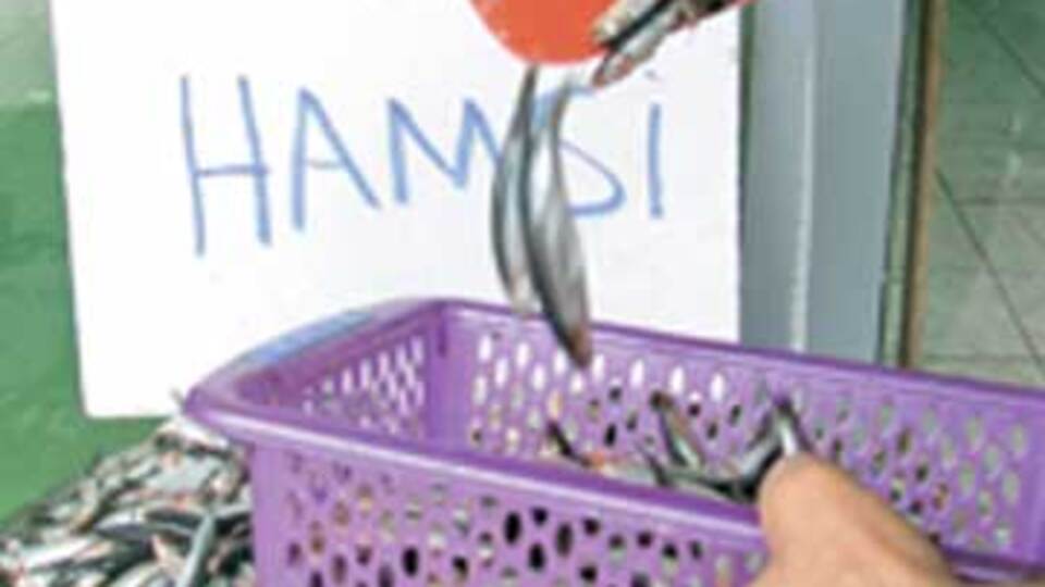 Hamsi zehirli mi değil mi?