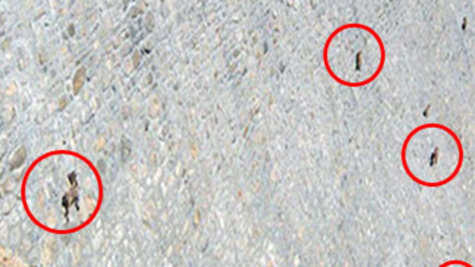 Tuz yalayabilmek için düz duvara tırmanıyorlar