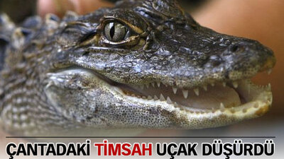 Çantadan kaçan timsah, uçak düşürdü: 20 ölü