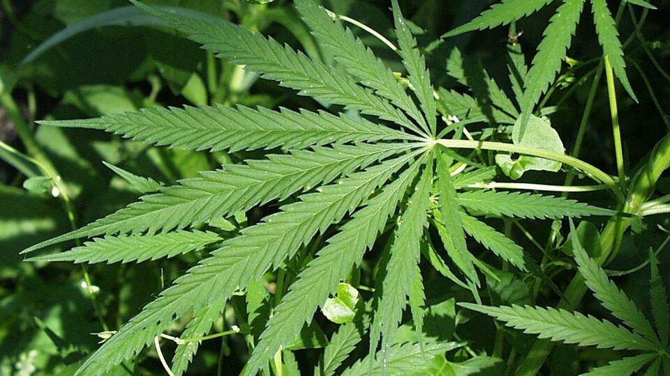 Hastalığına iyi geldiği için esrar içiyormuş