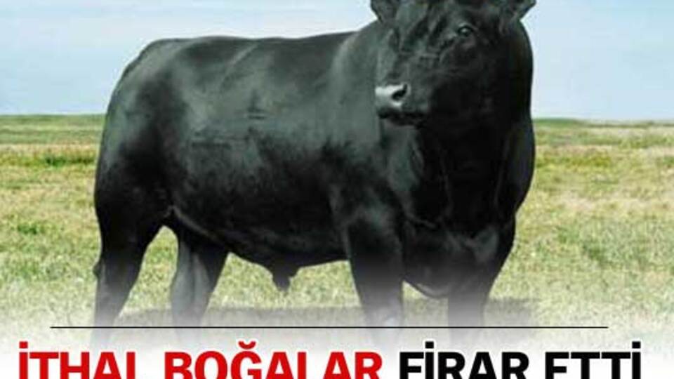 İthal boğalar firar etti